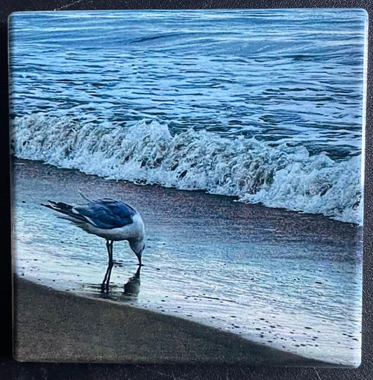 Seagull by the ocean Coaster