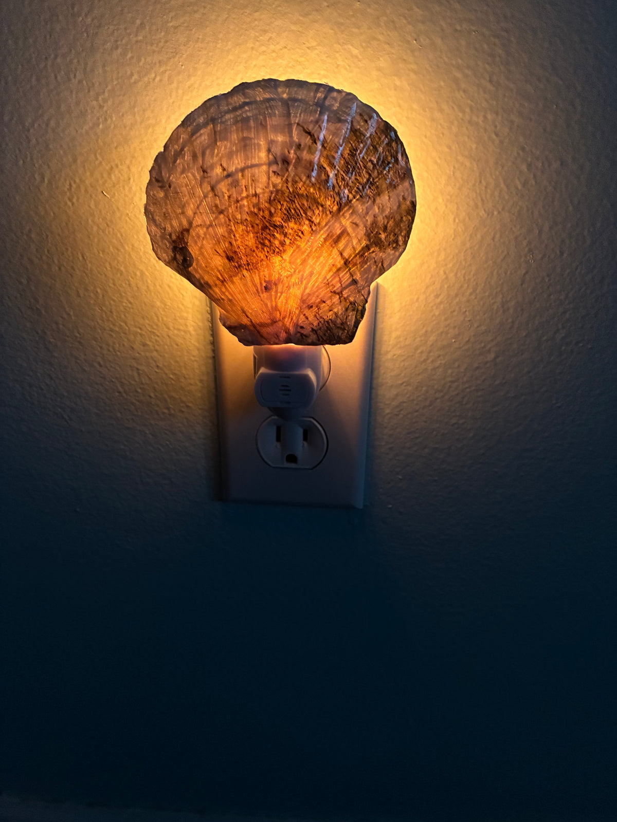 Scallop Shell Handcrafted Night Light